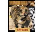 Adopt Cayenne a Tortoiseshell Domestic Shorthair / Mixed (short coat) cat in
