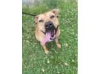 Adopt Lily a Tan/Yellow/Fawn American Pit Bull Terrier / Mixed dog in