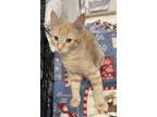 Adopt Duane Allmon (kitten) must go home with a sibling a Orange or Red Tabby