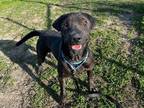 Adopt *MOOSE a Black Shar Pei / Labrador Retriever / Mixed dog in Ocala