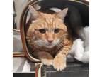Adopt Kitia a Orange or Red Domestic Shorthair / Domestic Shorthair / Mixed cat
