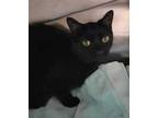 Adopt Czarus a All Black Domestic Shorthair / Domestic Shorthair / Mixed cat in