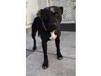 Adopt a Black - with White American Pit Bull Terrier / Mixed dog in Camarillo