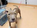Adopt DRACO a Brindle - with White American Pit Bull Terrier / Mixed dog in