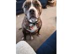 Adopt Zoyie a Brindle - with White American Pit Bull Terrier dog in