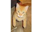 Adopt Murphy a Orange or Red Tabby Domestic Shorthair / Mixed (short coat) cat