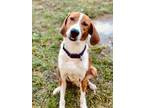 Adopt Dexter a Brown/Chocolate Hound (Unknown Type) / Mixed dog in New Smyrna