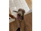Adopt Aries a Tan/Yellow/Fawn Weimaraner / Terrier (Unknown Type