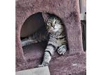 Adopt Minn a Brown Tabby Domestic Shorthair cat in Brandon, FL (33762398)