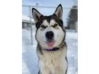Adopt Yukon a White Alaskan Malamute / Mixed dog in Cooperstown, NY (33758442)