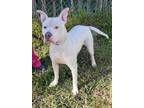 Adopt DEAN a White American Pit Bull Terrier / Mixed dog in Baytown