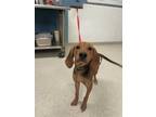 Adopt Farrah a Red/Golden/Orange/Chestnut Black and Tan Coonhound / Mixed dog in