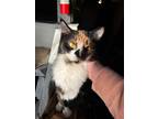 Adopt Wanda a Calico or Dilute Calico Calico / Mixed (long coat) cat in Dayton