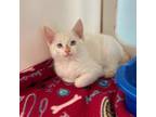 Adopt Benedict a White Domestic Shorthair / Domestic Shorthair / Mixed cat in
