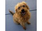 Adopt *TERI a Tan/Yellow/Fawn - with Black Fox Terrier (Wirehaired) / Mixed dog