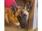 Adopt a Tan/Yellow/Fawn German Shepherd Dog / Mixed dog in Upper Marlboro