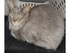 Adopt Gandalf a Maine Coon / Mixed cat in Raleigh, NC (33765738)