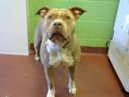 Adopt CHILLI a Pit Bull Terrier / Mixed dog in Murfreesboro, TN (33765631)