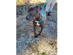 Adopt Raven a Black American Staffordshire Terrier / Mixed dog in Chester