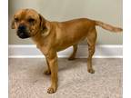 Adopt D-Smith a Pug / Shar Pei / Mixed dog in Jacksonville, NC (33765694)
