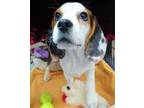 Adopt Spud a Brown/Chocolate Beagle / Mixed dog in Williamsburg, VA (33765086)