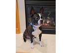 Adopt Dexter a Black - with White Boston Terrier / Mixed dog in Shakopee
