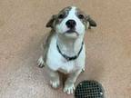 Adopt DJ a White Australian Shepherd / Mixed dog in Boulder, CO (33765458)