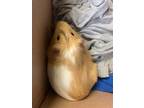 Adopt MICHELANGELO a Tan or Beige Guinea Pig / Mixed small animal in Cookeville