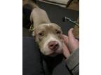 Adopt Gonzo a Tan/Yellow/Fawn - with White American Pit Bull Terrier / Mixed dog