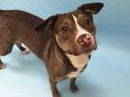 Adopt Hershey a Brown/Chocolate American Pit Bull Terrier / Mixed dog in