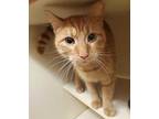 Adopt Yellow a Orange or Red Domestic Shorthair / Domestic Shorthair / Mixed cat