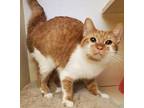Adopt Chevelle a White Domestic Shorthair / Domestic Shorthair / Mixed cat in