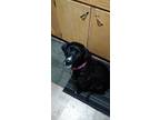 Adopt Poppy a Black - with White Labrador Retriever / Border Collie / Mixed dog