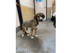 Adopt Ryder a Mixed Breed (Medium) / Mixed dog in Laingsburg, MI (33765141)