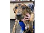 Adopt Utz (East Campus ON HOLD) a Brindle Mountain Cur / Mixed dog in