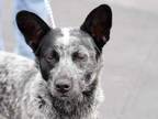 Adopt Elisa a Black Mixed Breed (Medium) / Mixed dog in Georgetown