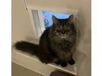 Adopt Lila (with Reggie) a Brown Tabby Domestic Longhair / Mixed cat in