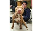 Adopt MARGOT a Tan/Yellow/Fawn - with White American Pit Bull Terrier / Mixed