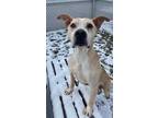 Adopt EARL a Tan/Yellow/Fawn Labrador Retriever / Mixed dog in Indianapolis