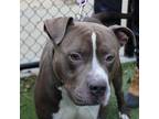 Adopt Karamo a American Staffordshire Terrier / Mixed dog in Raleigh