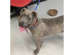 Adopt MAR MAR a Gray/Blue/Silver/Salt & Pepper American Pit Bull Terrier / Mixed