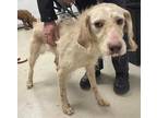 Adopt *MAGNOLIA a Brown/Chocolate Labrador Retriever / Mixed dog in Burlington