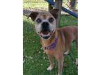 Adopt Cuti Bear a Pug / Beagle / Mixed dog in Fort Myers, FL (33764438)