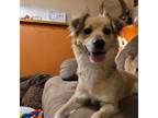 Adopt Epona a Terrier (Unknown Type, Medium) dog in Windsor, CO (33757359)