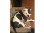 Adopt percy a Black - with White American Pit Bull Terrier / Boxer / Mixed dog