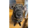 Adopt Skips a Brindle Terrier (Unknown Type, Medium) dog in Irwin, PA (33764348)