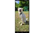 Adopt Coco a White Mixed Breed (Medium) dog in Greenbelt, MD (33764385)