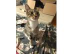 Adopt Kashmir a Domestic Shorthair / Mixed (short coat) cat in Lawrenceville