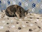 Adopt SENORA a Tortoiseshell Domestic Shorthair / Mixed (short coat) cat in San