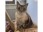 Adopt Cinnamon Roll a Spotted Tabby/Leopard Spotted Domestic Shorthair / Mixed